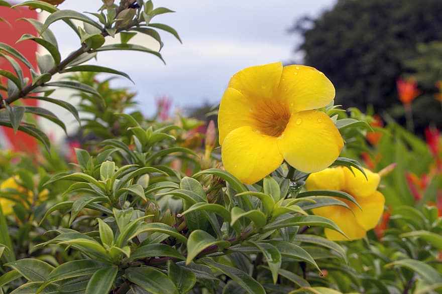 Panama, bunga-bunga, alam, taman, bunga kuning, tanaman, berkembang, mekar, flora, hortikultura, pemeliharaan bunga