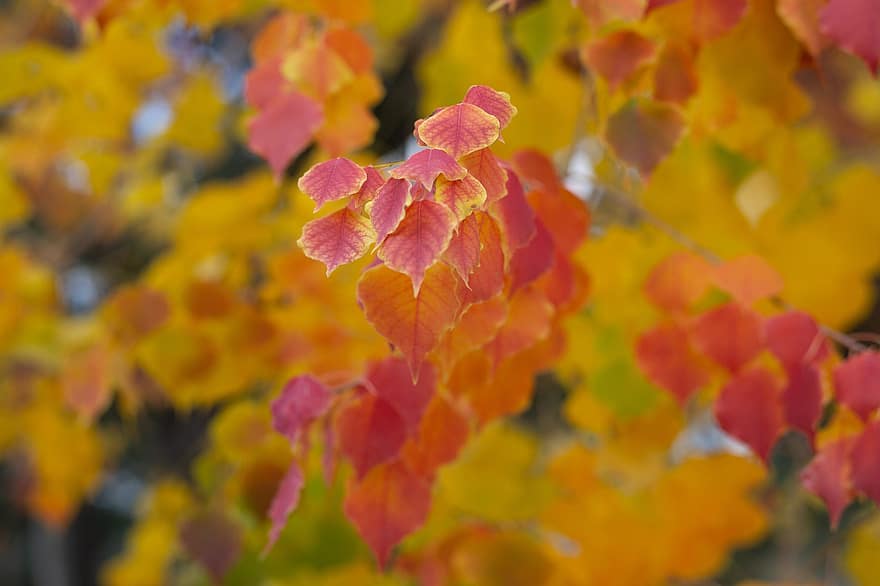 листья, падать, дерево, осень, золотой, красочный