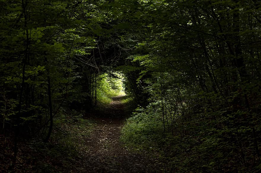 toli, miškas, tunelis, pobūdį, kelias, miško kelias, žygiai, medžiai