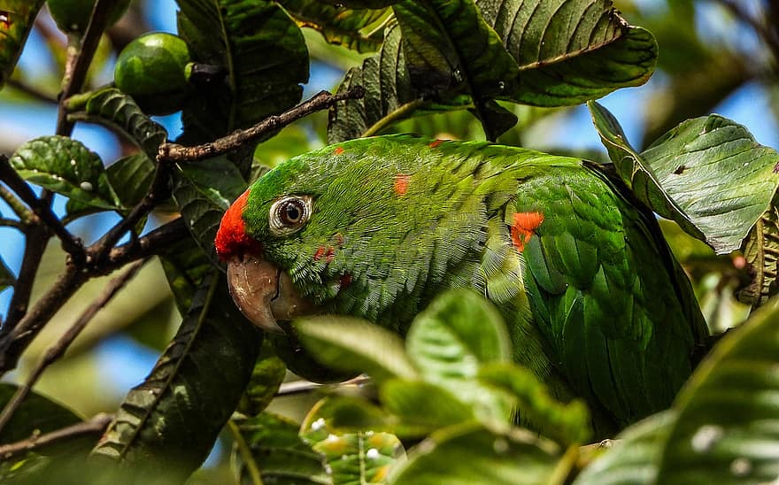 птица, малък дългоопашат папагал, папагал, зелен цвят, клюн, едър план, перце, клон, многоцветни, тропичен климат, домашни любимци