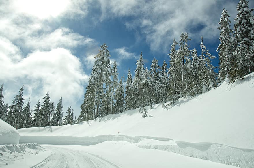सर्दी, वन, हिमपात, पेड़, प्रकृति, पृष्ठभूमि, सफेद, परिदृश्य, घर के बाहर, मौसम, सुंदरता