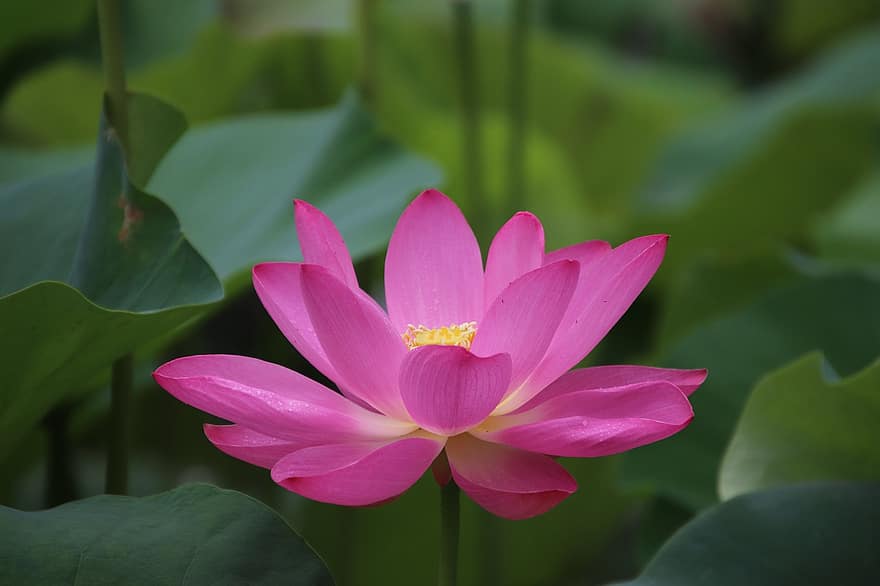 lotus, blomma, växt, kronblad, näckros, blomning, vattenväxter, flora, natur, damm, närbild
