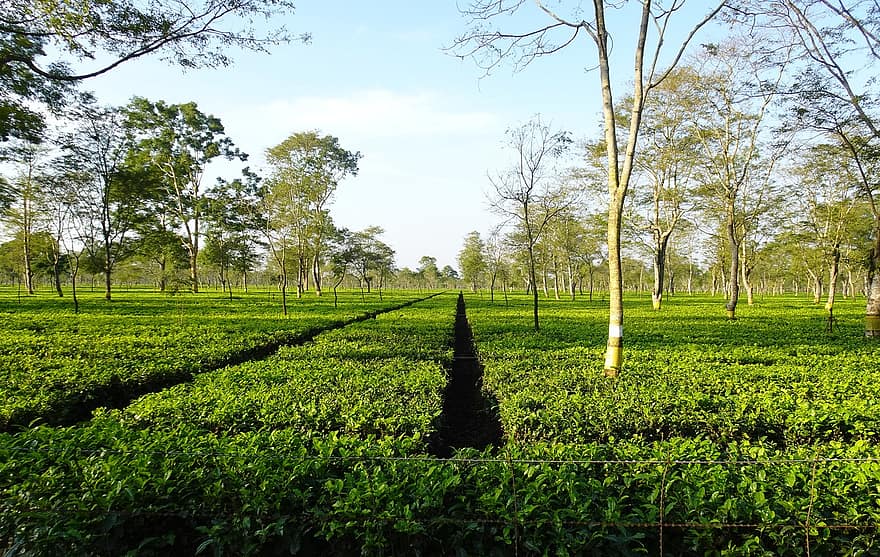 Jardim de chá, Chá Assam, Camellia sinensis, cultivo, plantação, bebida, cênico, folha, verde, assam, árvore