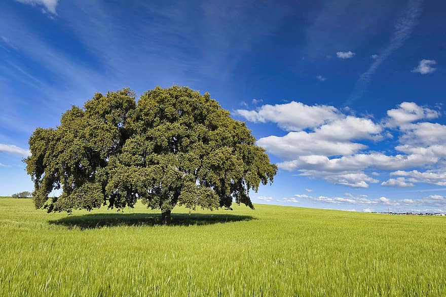 quercus ilex, Вічнозелений дуб, Дуб Холлі, дуб мальви, дуб, природи, кверкус, краєвид, Іспанія, пшеничне поле, поле