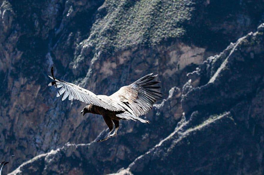Kondor, Vogel, fliegend, Tier, Tierwelt, weiblicher Vogel, Flügel, Gefieder, steigen, Natur, Colca Canyon