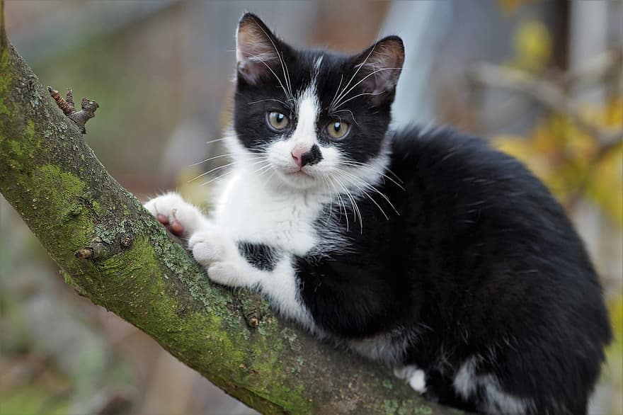 बिल्ली का बच्चा, बिल्ली, बिल्ली के समान, डाली, पेड़, चढना, दाढ़ी, फर, चंचल, घर के बाहर