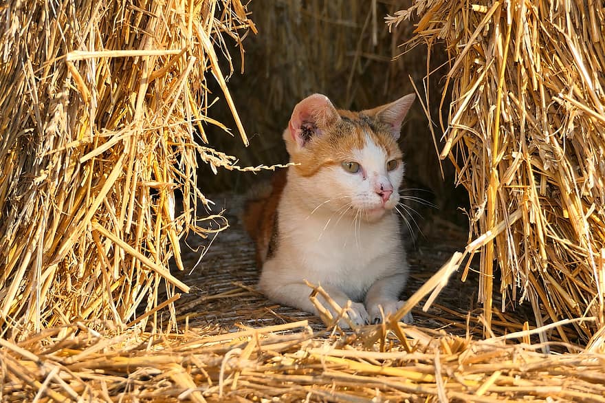 Cat, Kitten, Straw Bales, Young, Animal, Mammal, Farm