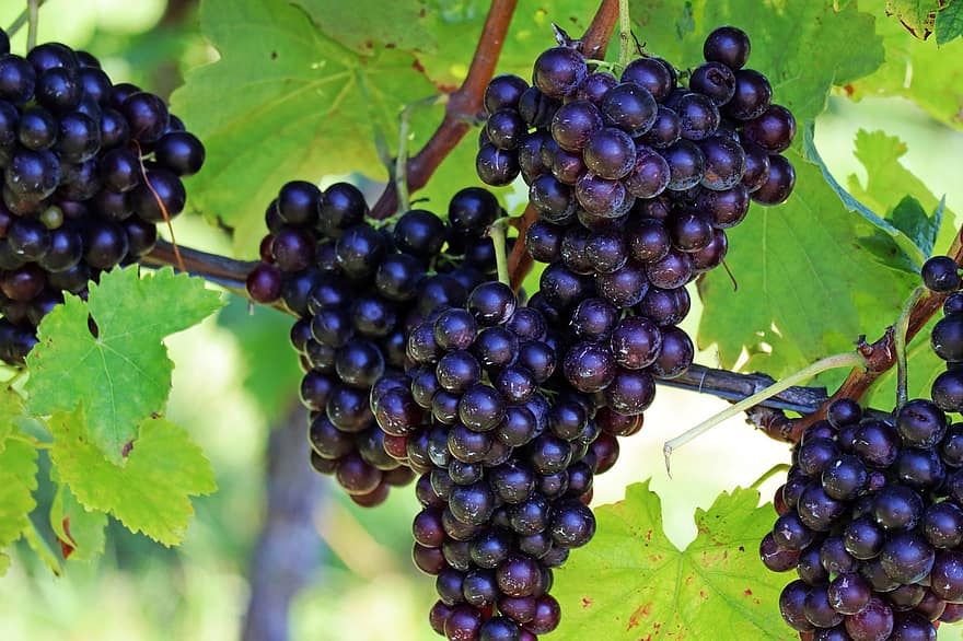 buah, anggur, organik, sehat, kebun anggur