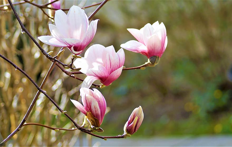 blommor, magnolia, blomma, botanik, tillväxt, växt, kronblad, makro, natur, Liljekonvalj, vår