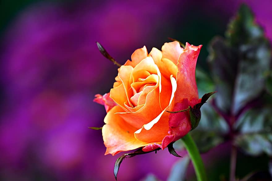 Rose, Blume, orange Rose, Rosenblüte, Blütenblätter, Rosenblätter, blühen, Flora, Natur, Blatt, Nahansicht