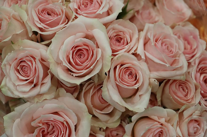 Róża, delikatny, różowy, Natura, struś, kwiat, roślina, flora, ślub, romans, marzenie