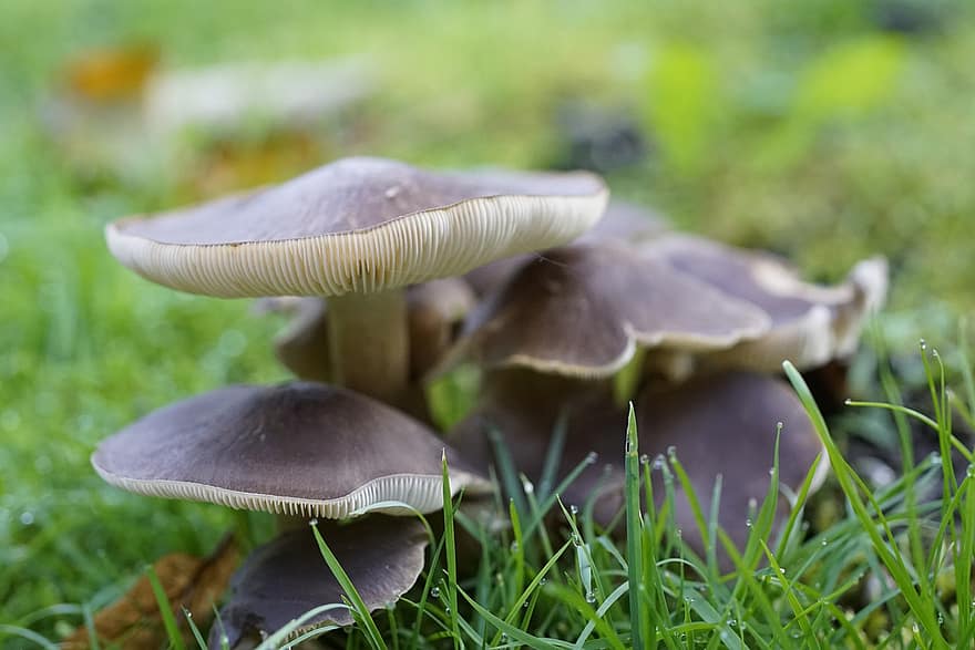 Mushrooms, Plants, Toadstool, Mycology, Forest, Fungi, Grass, Meadow, Wild