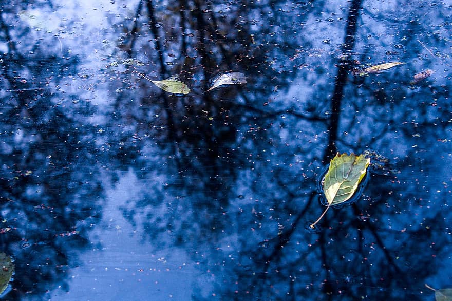 Puddle, Leaves, Fall, Autumn, Foliage, Reflection, Water, Lake, Ice, Snow, Forest