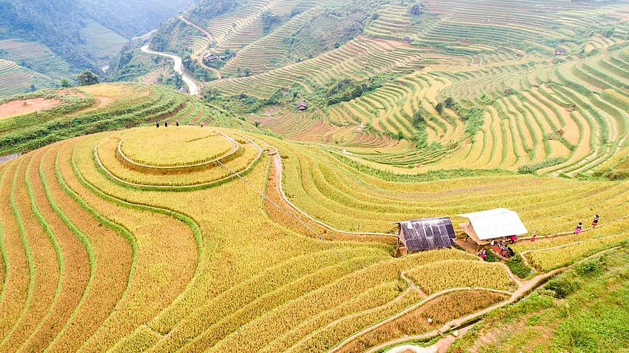 terrassen, farm, landschap, rijst, rijstveld, landbouw, veld-, plantage, platteland, landelijk, vallei
