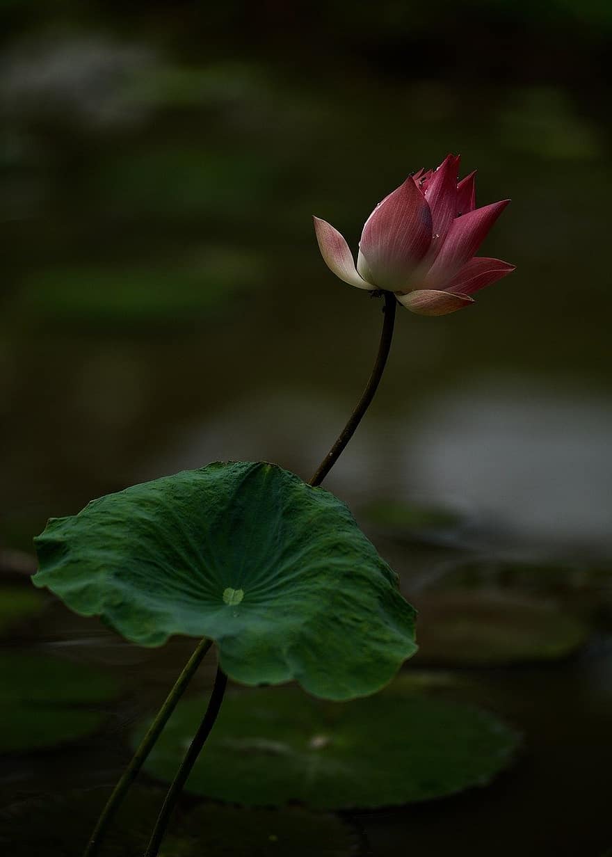 blomst, lotus