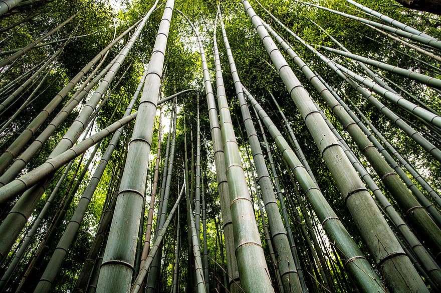bambusa mežs, bambusa, mežs, koki, raksturs