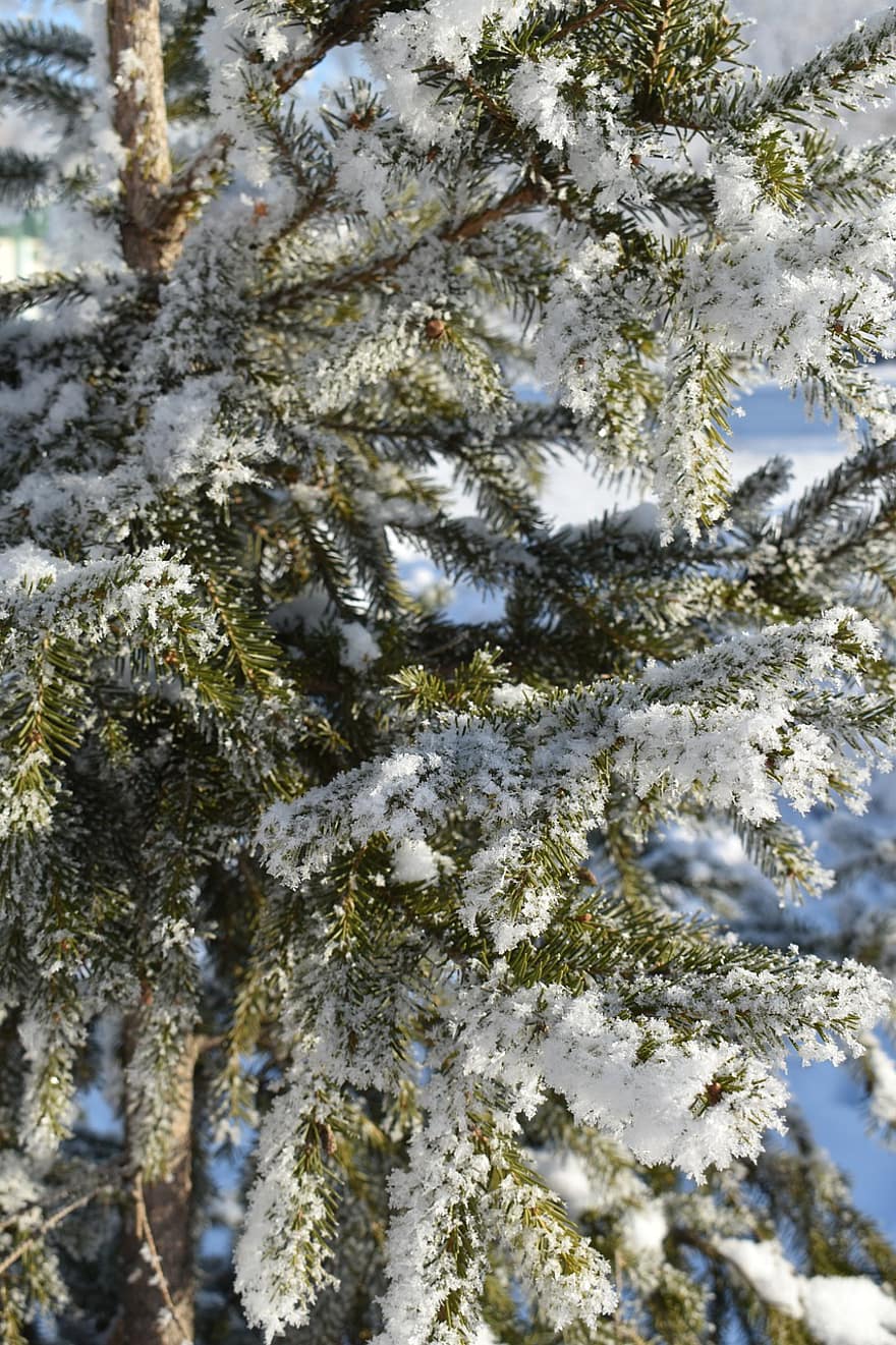 arbre, picea, hivern, bosc