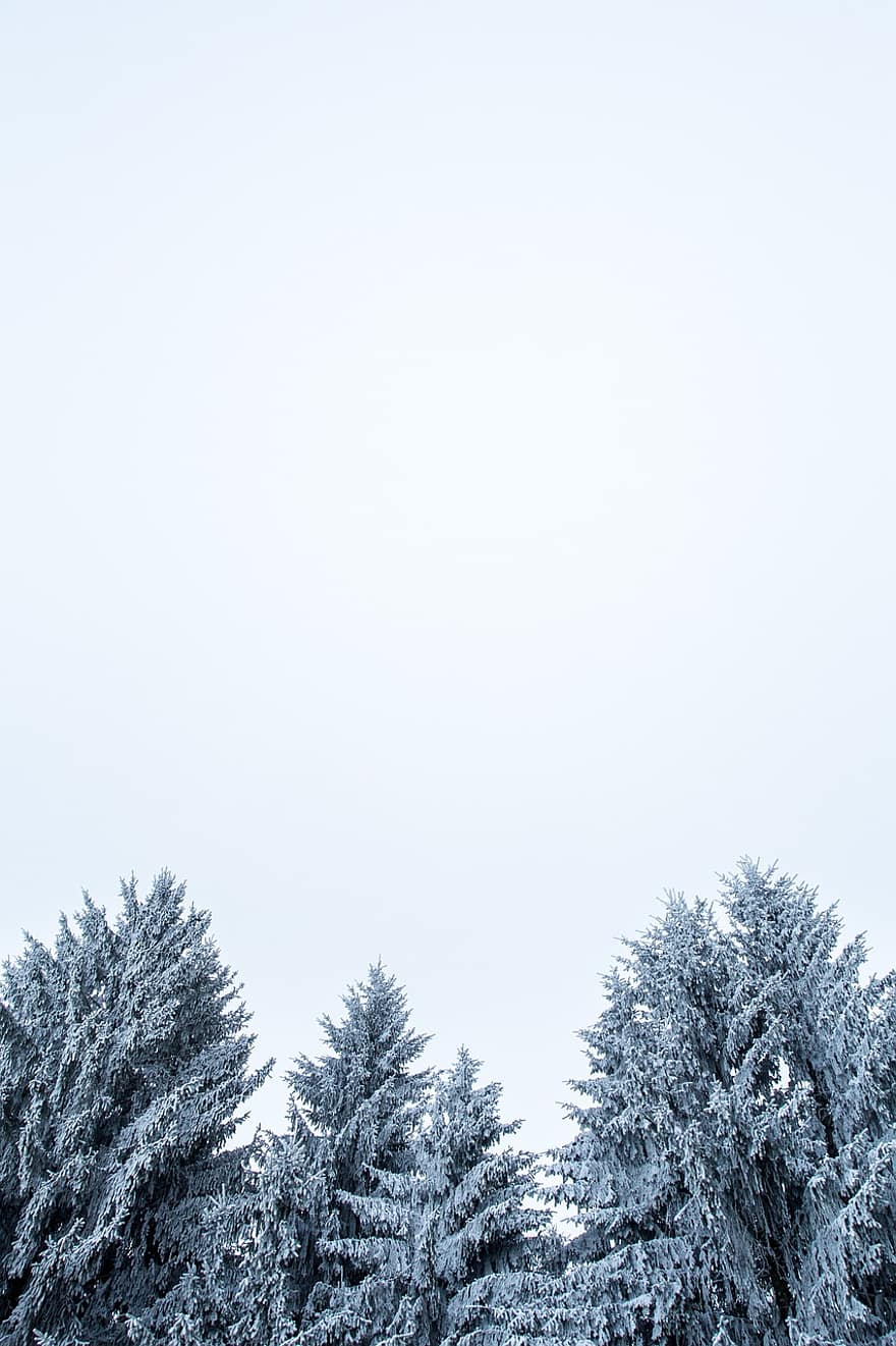 hivern, arbres, bosc, neu, nevat, boira, conífera, coníferes, de fulla perenne, fullatge, naturalesa