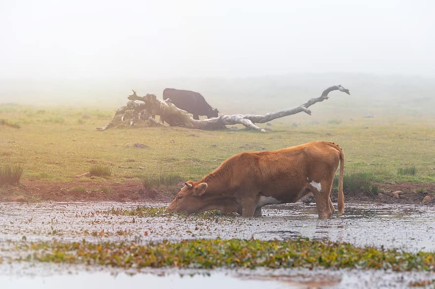 крава, сутрешна мъгла, паша, животно, говеда, утринна роса, природа, бозайник, Мадейра, Португалия, дивата природа