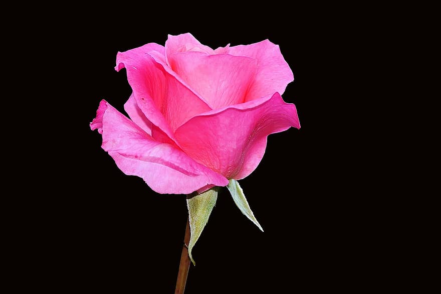 Rosa, flor, floración, Rosa rosada