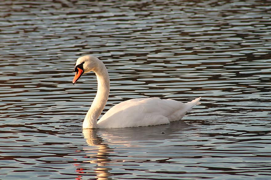 Swan, Lake, River, Plumage, Tail, Young, Animal, Sunlight, Waterfowl, Water Bird, Nature