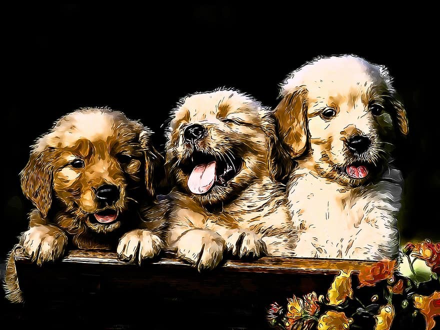 Auksaspalvis retriveris, šuniukas, jauni, šuo, žinduolių, šunims, mielas, gyvūnas, portretas, mažas, kailiai