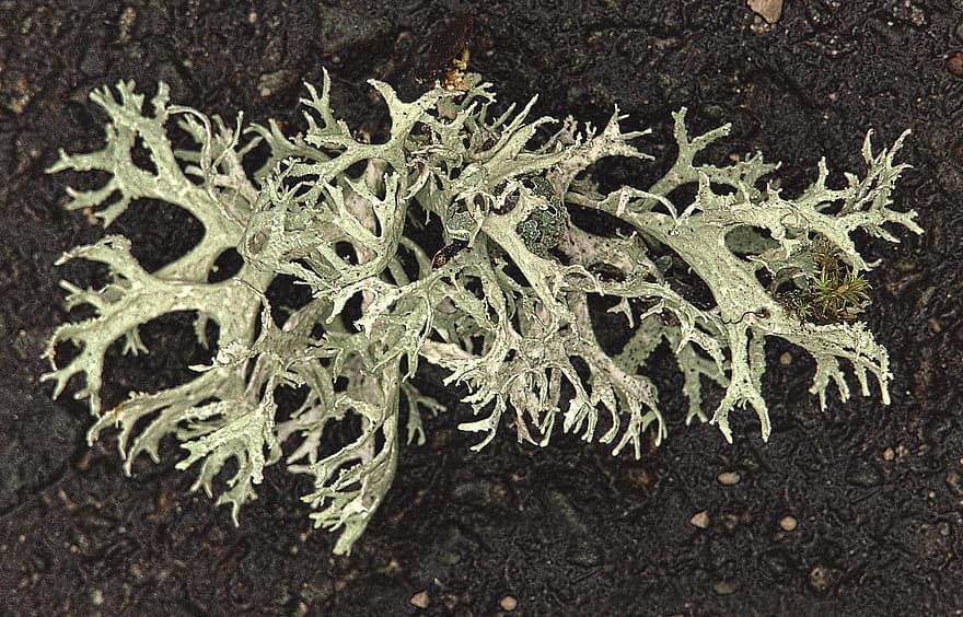 lichen, natură, botanică, creştere, panglica perie, Cladonia, Ligamentele, Corpul de vegetație, Simbiont