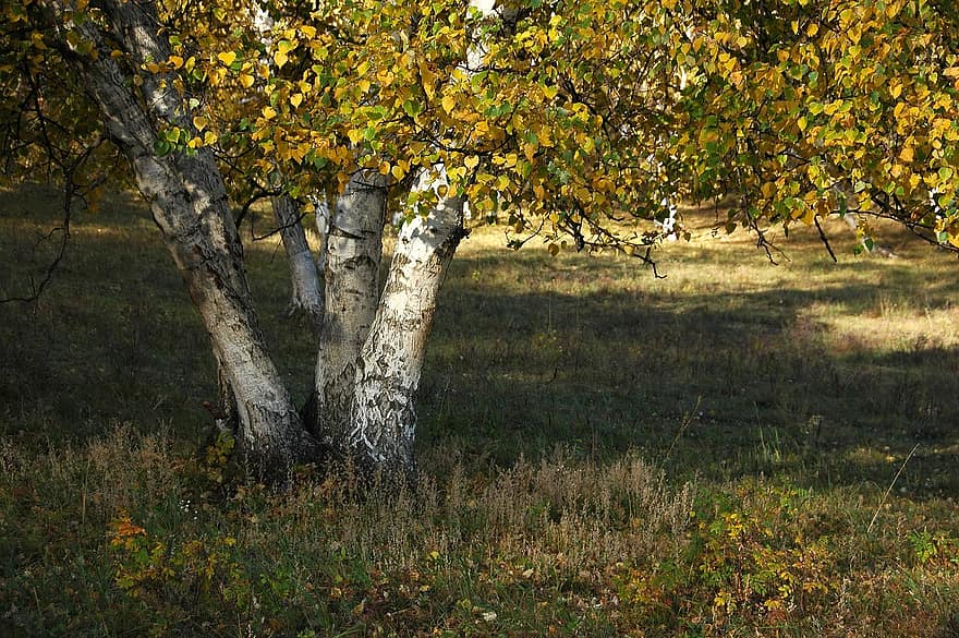 balts bērzs, pļavas, rudenī, koki, koks, lapas, dzeltens, sezonā, mežs, lauku ainas, zāli