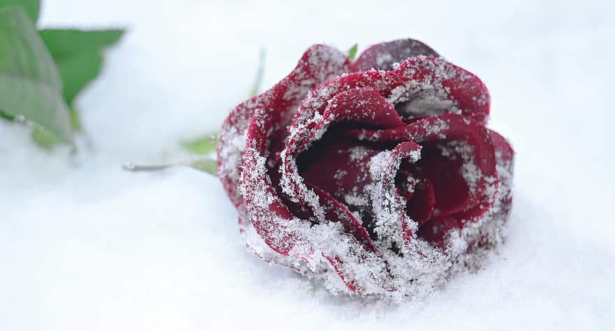 Rose, rote Rose, rot, Wintermotiv, Winteridylle, Schneeflocken, eiskristalle, Blume, Frost, Schnee, kalt
