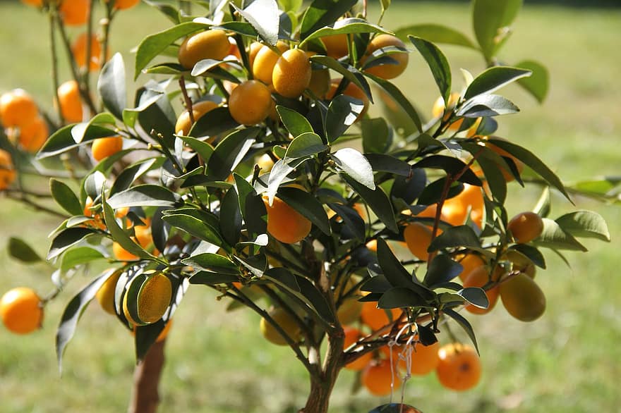 برتقال ذهبي ، الفاكهة ، طعام ، طازج ، صحي ، ناضج ، عضوي ، حلو ، ينتج ، حصاد ، شجرة