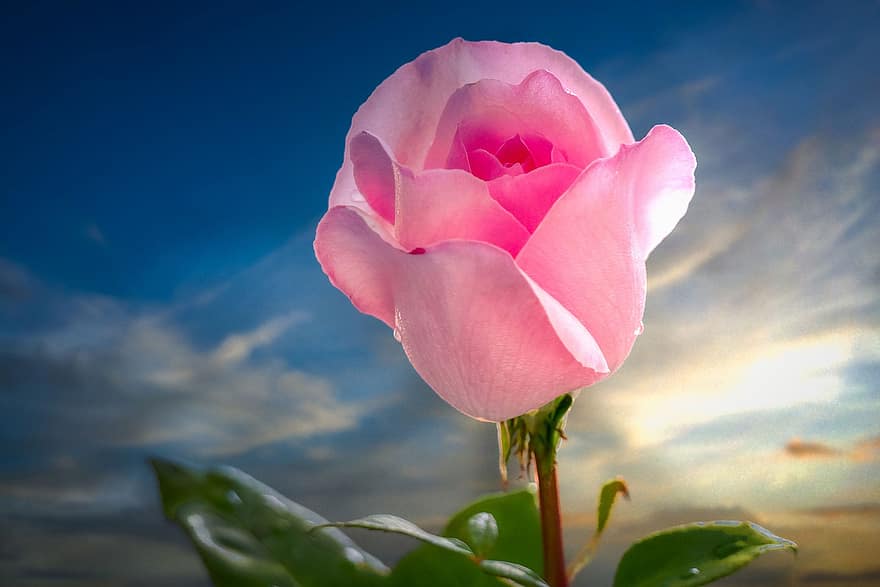 Rose, branche de fleurs, Rosenzweig, fleurs, mariage, la nature, romantique, fleur, Floraison, amour, décoration