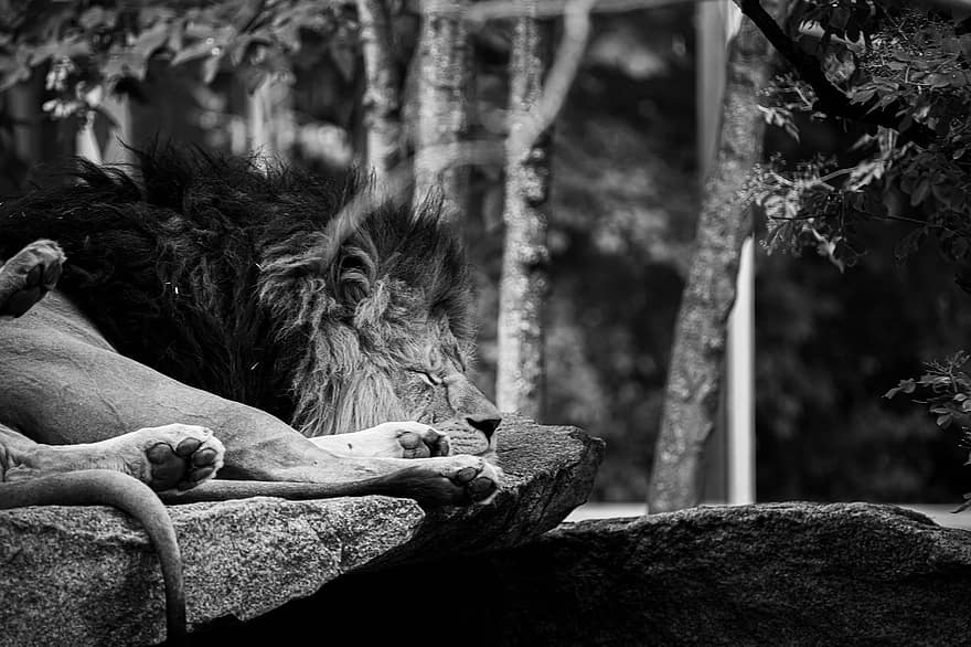 лъв, спален, сън, хищник, животно, зоологическа градина, козина, африка, грива, мързелив, мъжки