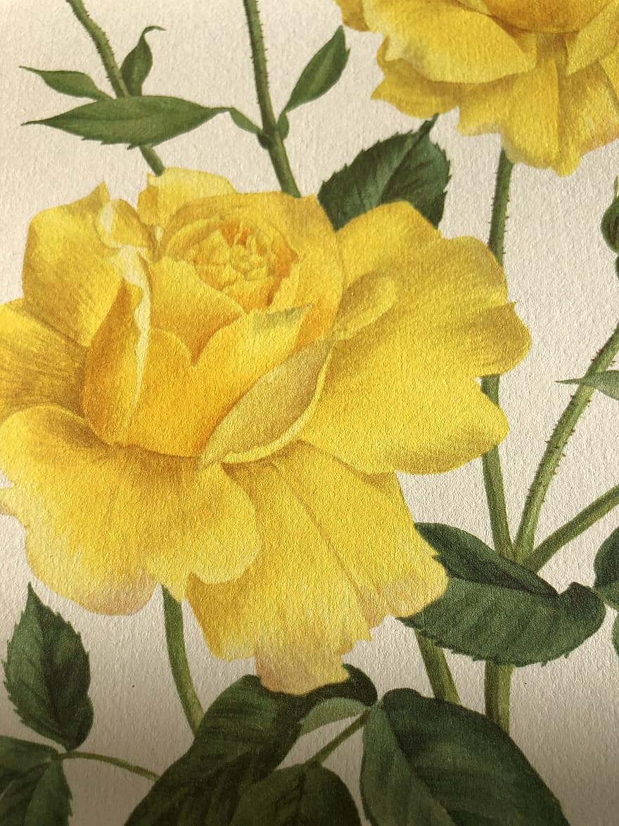 Rose, giallo, fiore