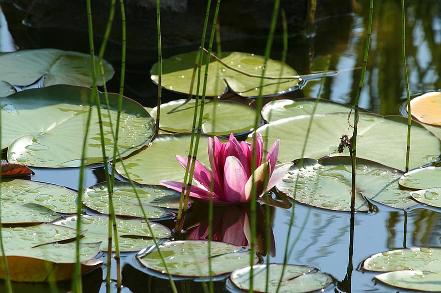 Водна лилия, цвете Лотус, подложки за лилии, водни растения, езерце, цветя, разцвет, цвят, листа, растения, флора