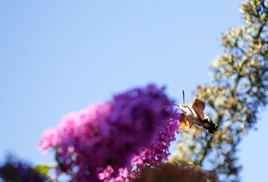 Humminbird Hawk-møll, macroglossum stellatarum, insekt, snabel, inflorescence, blomster, små blomster, pollinere, pollinering, flora, fauna