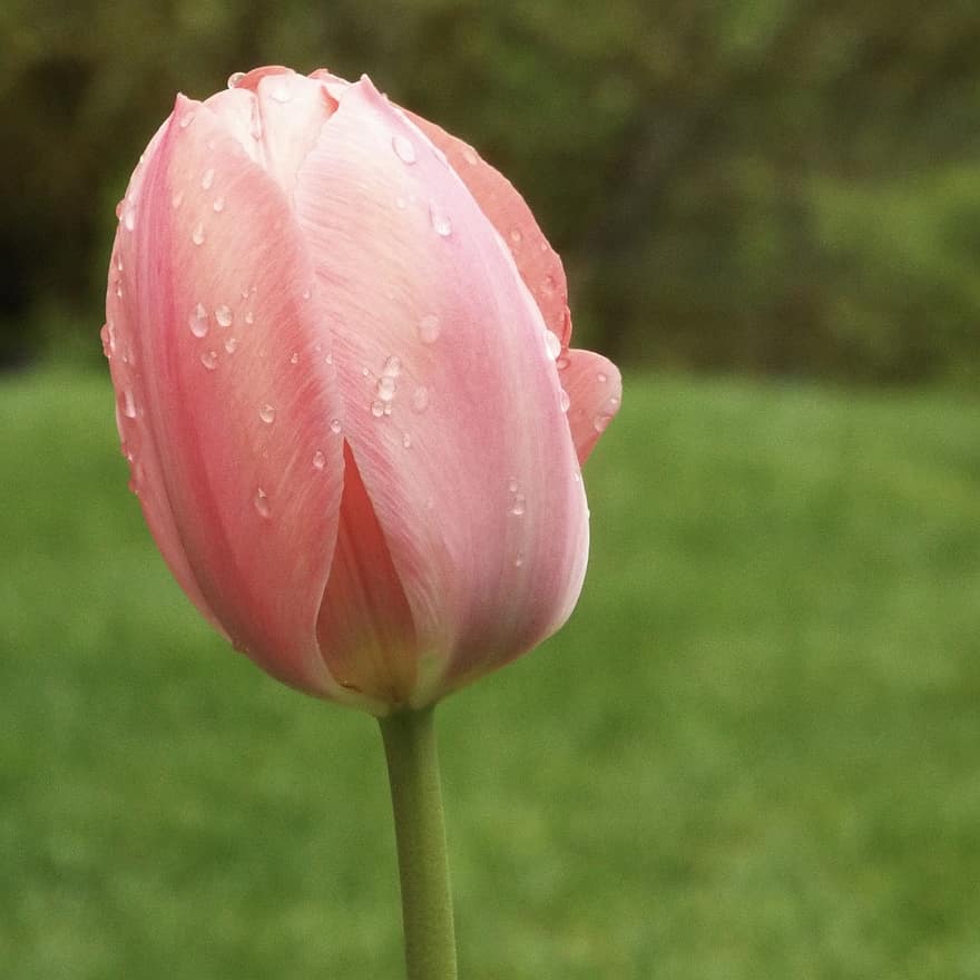 tulipán, virág, tavaszi, természet, virágzás, rózsaszín