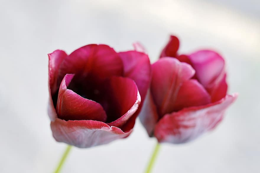 tulipani, tulipani rossi, fiori rossi, fiori, giardino, piante, avvicinamento, petalo, fiore, pianta, testa di fiore