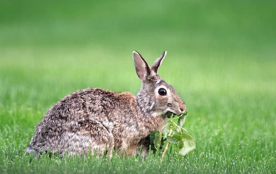 konijn, katoenstaartkonijn, dieren in het wild, aan het eten, schattig, gras, knaagdier, huisdieren, vacht, klein, groene kleur