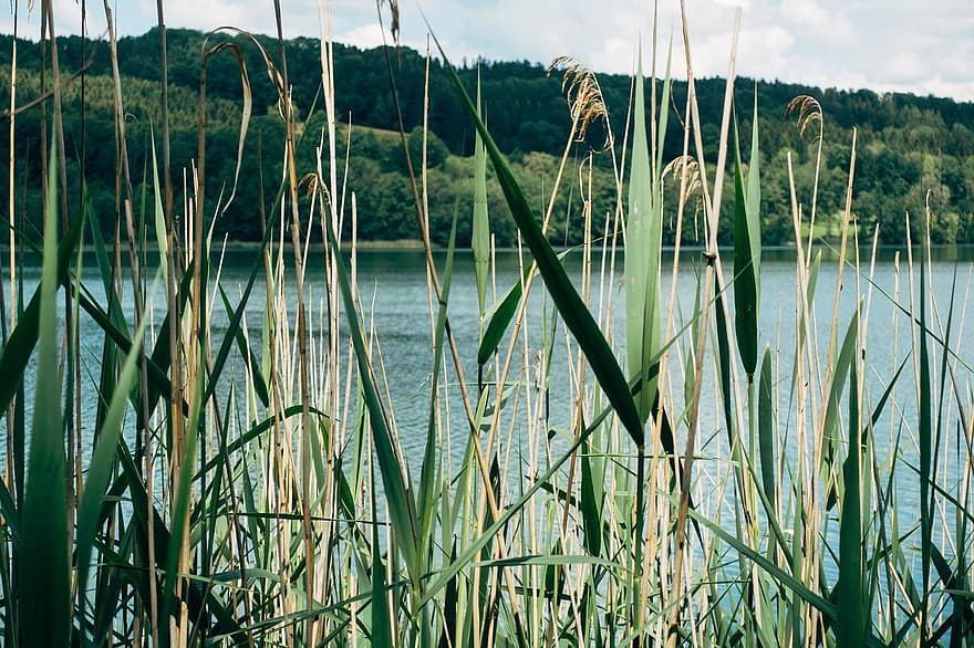 Lake, Blade Of Grass, Sea Grass, Lakeside, Grass, Nature, Landscape, Green, Water, Sun, Sky