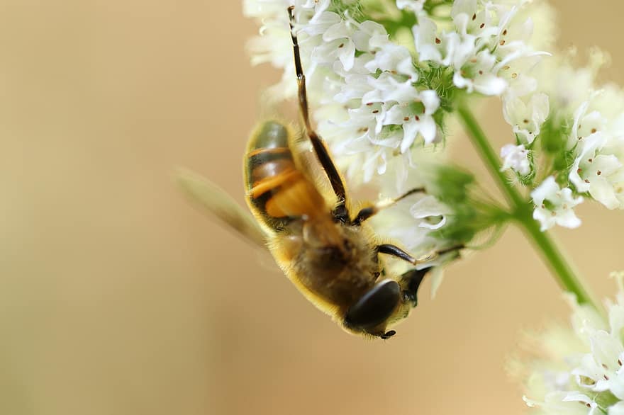 Pxklimata aizsardzība, lidot lidot, kukaiņi, apputeksnēšana, apputeksnēt, makro, bite, tuvplāns, zieds, pavasarī, vasarā
