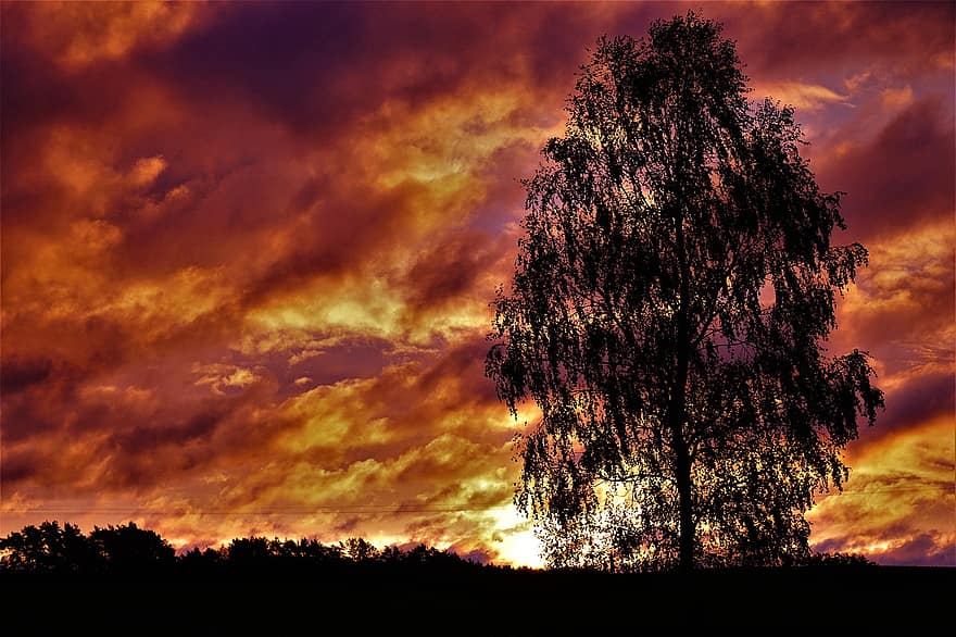albero, natura, crepuscolo, cielo, nuvole, all'aperto, betulla, viaggio, tramonto, nube, sole