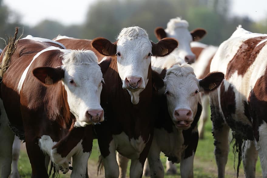 bò cái, đóng thùng, chăn nuôi, nông trại, động vật, động vật có vú, nông nghiệp, nông thôn, thịt bò, con bò, gia súc