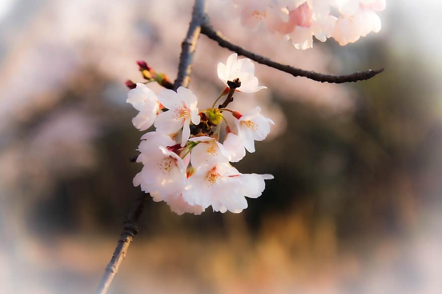 kirsikankukkia, sakura, vaaleanpunaiset kukat, kevät, kukka, lähikuva, terälehti, kasvi, kukka pää, haara, puun lehti