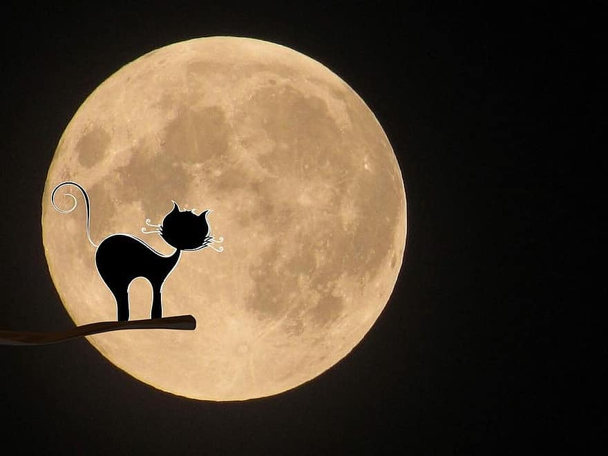 księżyc, kot, mistyczny, halloween, czarny kot, tajemniczy