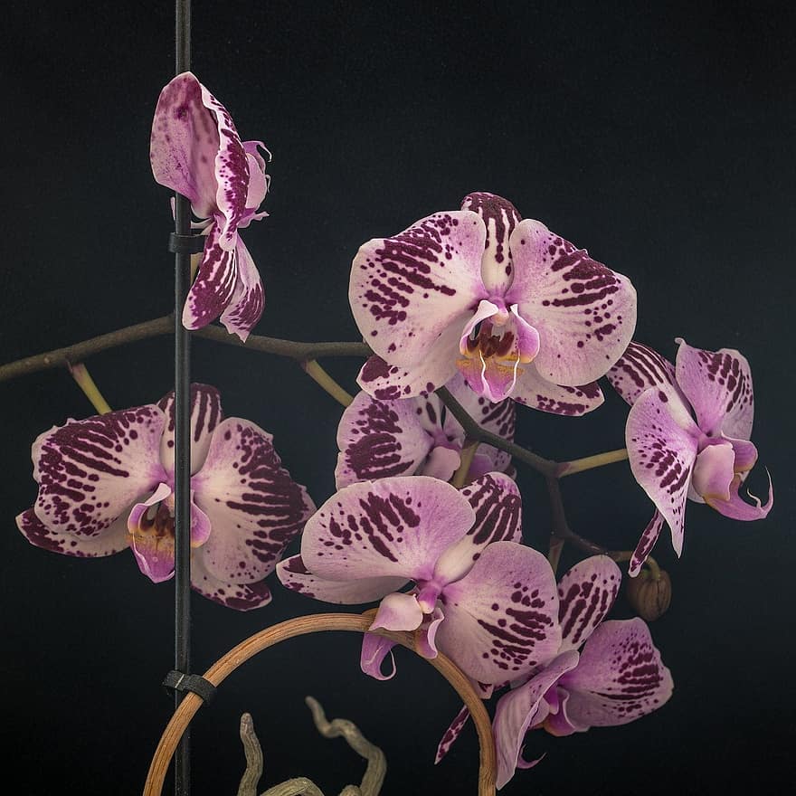 orchideeën, bloemen, fabriek, mot orchideeën, phalaenopsis, roze orchideeën, bloemblaadjes, bloeien, flora, natuur, orchidee