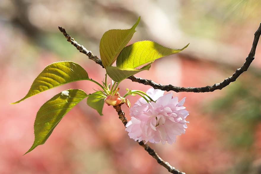 Cherry Blossoms, Flowers, Spring, Pink Flowers, Sakura, Bloom, Blossom, Branch, Tree, Nature