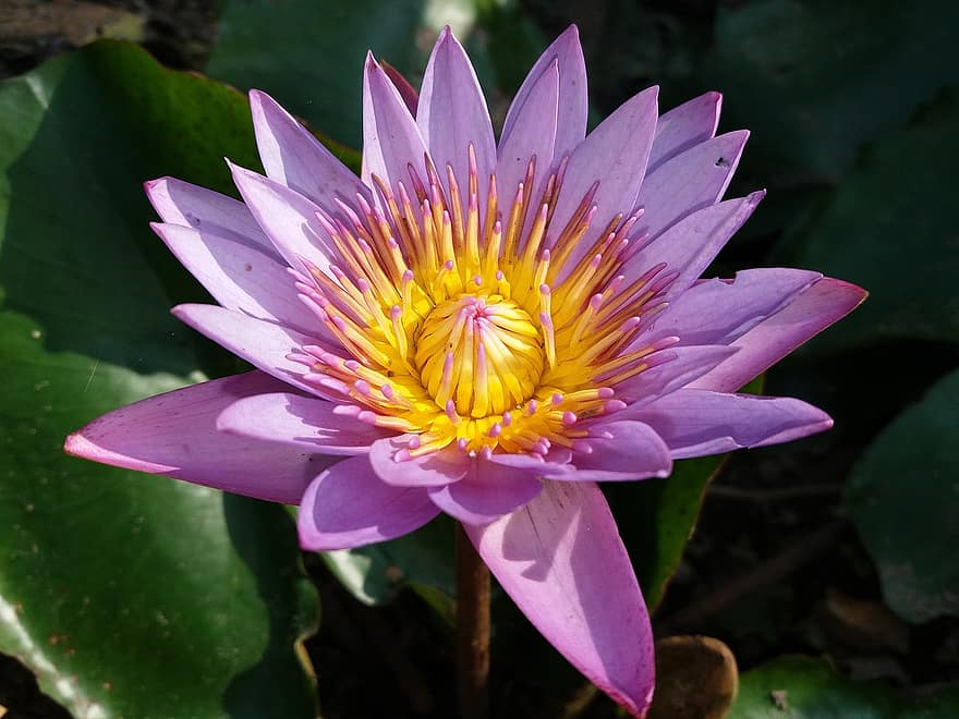 Flower, Water Lily, Botany, Bloom, Blossom, Growth, Plant, Aquatic, Nymphaea, Nouchali, Nymphaeaceae