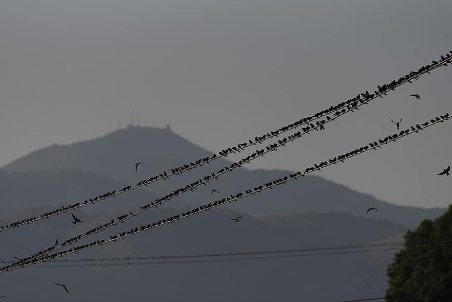 burung layang-layang khas, burung-burung, kabel, kawanan, menelan, binatang, margasatwa, bayangan hitam, bertengger, migrasi, kabel listrik