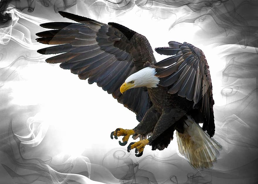 Águila calva, pájaro, depredador, raptor, fauna silvestre, naturaleza, americano, símbolo, águila volando, plumas, cazador