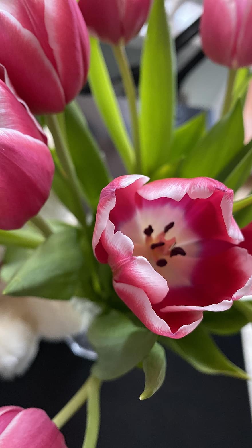 tulipanes, tulipanes rosa, ramo de flores, Flores rosadas, las flores, flor, planta, de cerca, pétalo, cabeza de flor, hoja